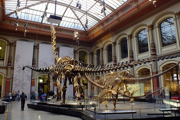 Dinosaur bones on display at a natural history museum