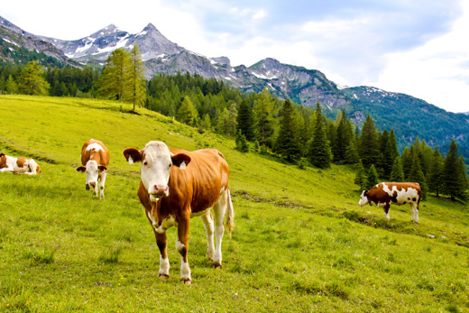 The best hay for happy, healthy and more productive cattle Reindl Kältetechnik, Austria