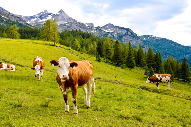 The best hay for happy, healthy and more productive cattle Reindl Kältetechnik, Austria