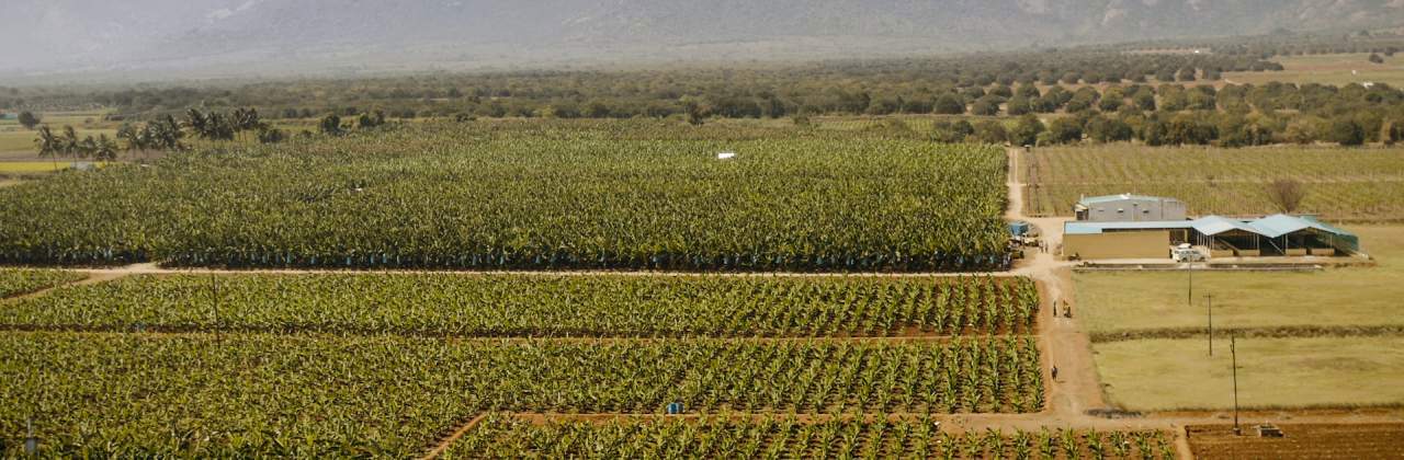 World's largest banana producer - new cold chain technology