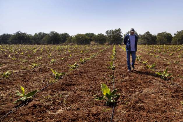 Mr Sivamani runs a banana farm