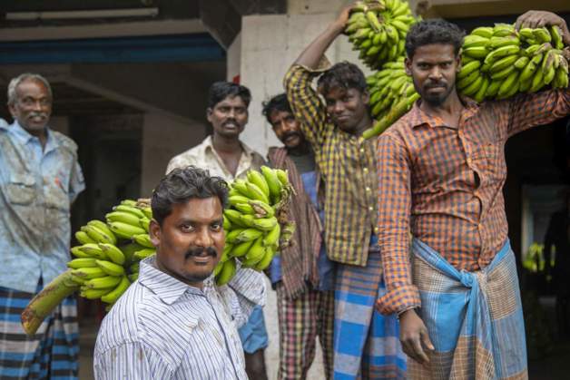 Banana farmers in India 