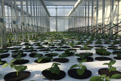 NorStar specifies reliable Danfoss pumps to power innovative aeroponic irrigation system