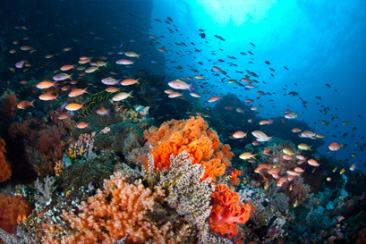 Mitigating the environmental impact of SWRO