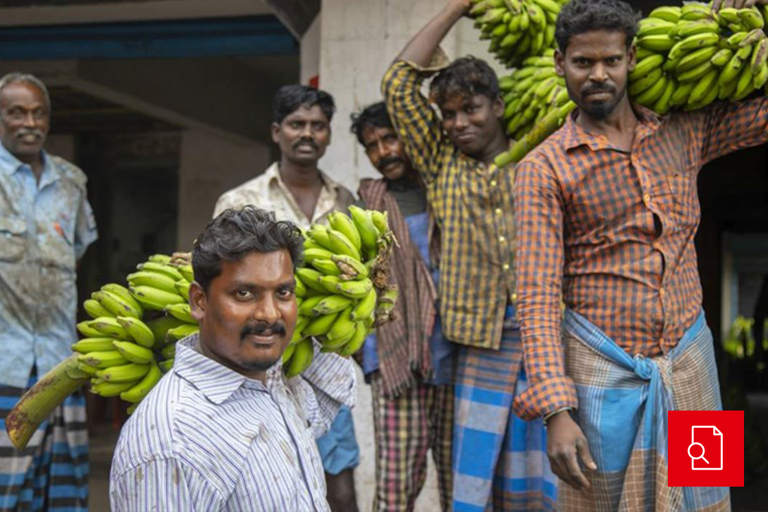 Farmers at the banana farm