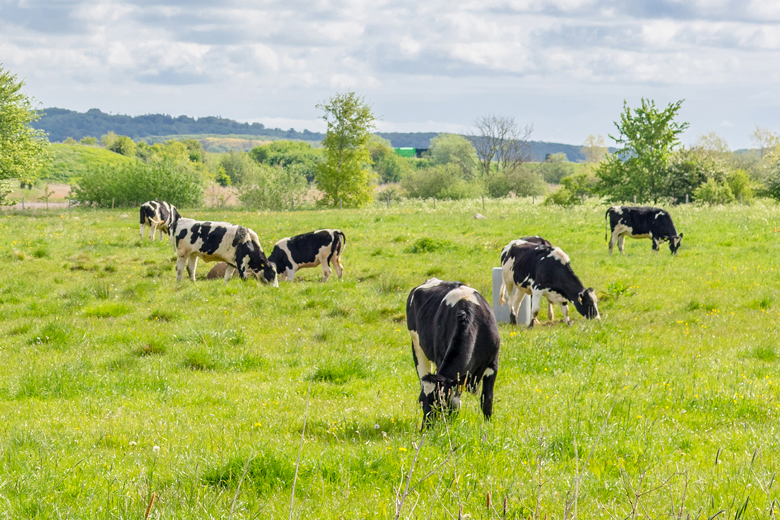 Cows on a green field