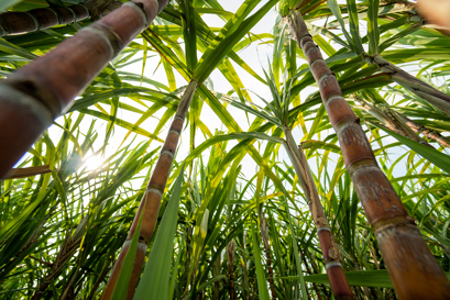 Sugar canes
