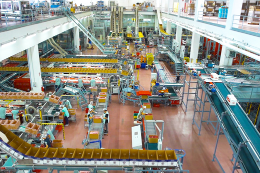 Apples at the Rivoira Group's Verzuolo site