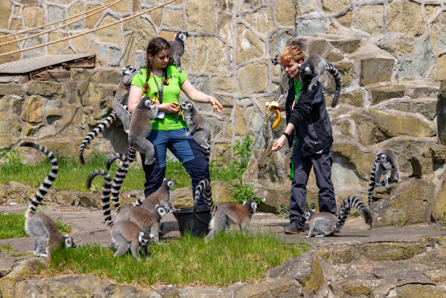 Zookeepers feeding lemurs