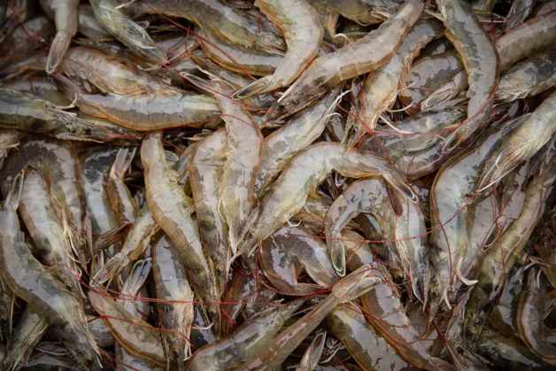 Shrimp farm